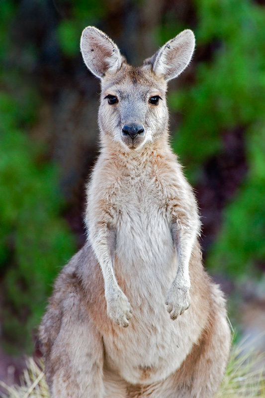 1000+ images about Mammals: Marsupialia on Pinterest