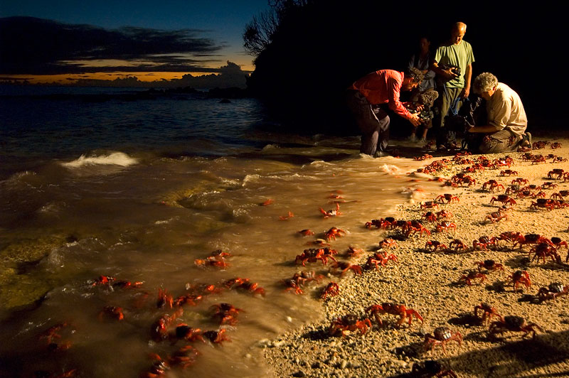 Christmas Island - Red Crabs Migration